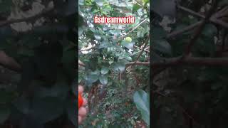 Eugenia unifloraSuriname cherryBrazilian cherryசூரினம் செர்ரி [upl. by Ayyidas]