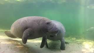 Meet the Manatees of Blue Spring [upl. by Adelric]