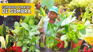 Como Cuidar Las PLANTAS de SOMBRA de modo facil  plantas de sombra que adornan bien tu casa [upl. by Yehc310]