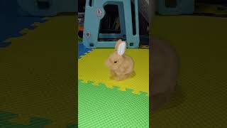 This rabbit looks like real [upl. by Tirza283]