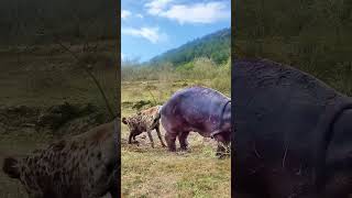 wildlifefootage animals wonderful wildlifescenes wildanimals funny wildlifecapture wildlife [upl. by Neo]