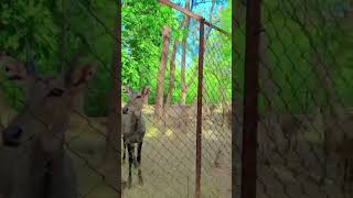 Qaafirana song🗣️wildlifeemotionalpatna zoostatusanimals talk [upl. by Irina]