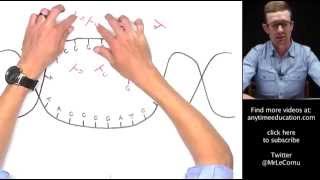 Protein Synthesis Part 1 of 2  Transcription [upl. by Ranice526]