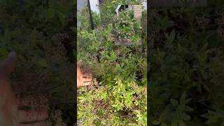 Late spring prune and fertilize for the spirea 😩 spireabush pruning gardening flowergardening [upl. by Leff692]