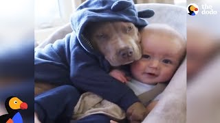 Sweetest Pit Bull Snuggles His Baby Brother  The Dodo [upl. by Tillo]