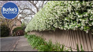 Star Jasmine Trachelospermum jasminoides Burkes Backyard [upl. by Faydra]