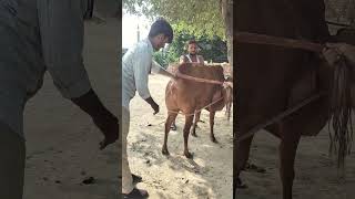 artificial insemination in cross breed cow [upl. by Hallam]