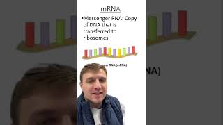 Three different types of RNA [upl. by Fox422]