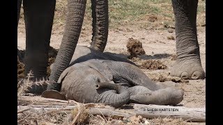 AMBOSELI WILDLIFE SAFARI IN KENYA [upl. by Akiria]