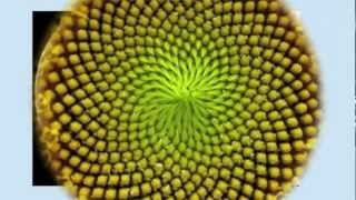 Fibonacci Numbers Numbers in Nature [upl. by Gerladina796]