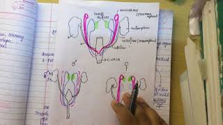 MULLERIAN DUCT ANOMALIES made ridiculously simplepart 1 embryology [upl. by Ecinev]