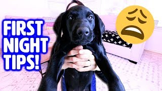 First Night with NEW PUPPY 🤗 How to Survive Your First Day Home [upl. by Emerson]