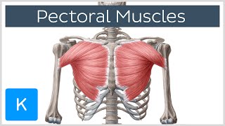 Pectoral Muscles Area Innervation amp Function  Human Anatomy  Kenhub [upl. by Margalo]