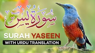 Surah Yasin 🚫 NO ADS  Yaseen with Urdu Translation  Quran Tilawat  Tarjuma [upl. by Ayatnwahs]