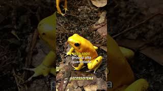 O Sapo mais venenosos da Terra  Phyllobates terribilis 😱animalshorts floresta anfíbios [upl. by Naujled]