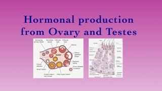 ENDOCRINE SYSTEMHormonal production from Ovary and TestesPart12 [upl. by Annid]