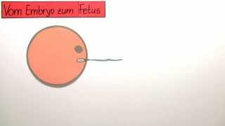 Vom Embryo zum Fetus  vorgeburtliche Entwicklung  Biologie  Humanbiologie [upl. by Udelle]