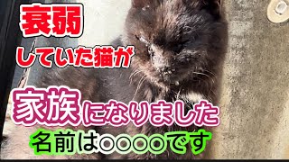 野良猫から家猫へ新しい家族になりました。名前は○○○○ [upl. by Etnemelc]