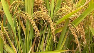 Thirdgeneration hybrid rice achieves high yield [upl. by Ueihttam]