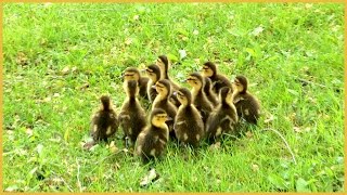 Female Mallard Duck with Baby Ducklings being Attacked [upl. by Ahseela135]