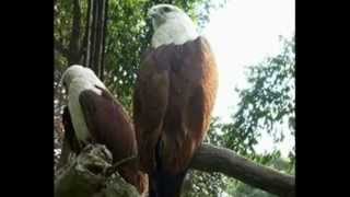 Birds in Indonesia  Burung asli Indonesia [upl. by Asiled]