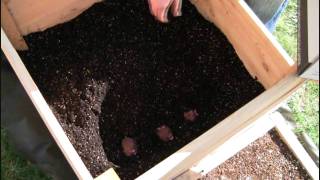 Planting our Potatoes in our Potato Box [upl. by Atiz658]