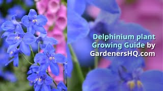 Delphinium Growing Guide by GardenersHQcom [upl. by Anibor]