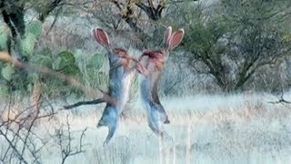 Amazing Rabbit FIGHT [upl. by Elwood]