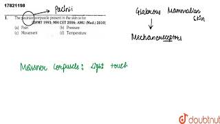 The pacinian corpuscle present in the skin is for [upl. by Hayes]