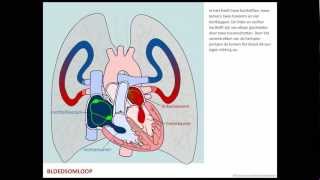 Bloedsomloop  Bloed [upl. by Aihsyt]