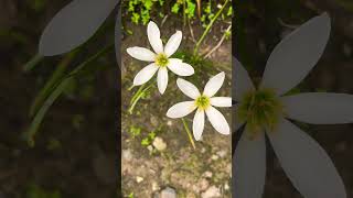 Zephyranthes candida  Rain Lily  symbol of new beginnings … [upl. by Ardnait]