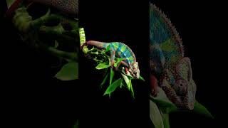 quotThe Incredible Transformation Watch How a Chameleon Changes Colorquot [upl. by Mitinger371]