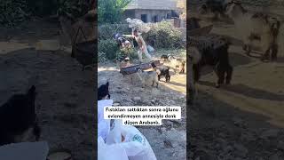 Anne ve oğul gaziantep araban hedik düğün keşfet viralvideo shors öneçıkar keşfetteyiz fyp [upl. by Hokanson600]