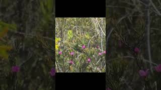 Xylocopa Lestis bombylans at Mooloolah River National Park on Boronia falcifolia [upl. by Lyrrad]