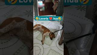 🤣Loveria ❤️ hua🤣 dogs love doglover shorts reels youtubeshorts youtube chandanapatra09 [upl. by Nugent]