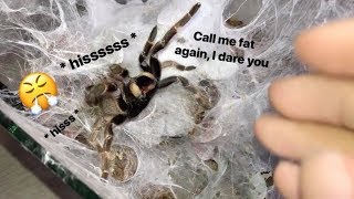 My tarantula got PISSED when I called her FAT  Stridulating [upl. by Romanas]