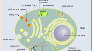 résumé biologie cellulaire svtu s1 [upl. by Acceber]