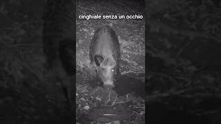 🐗👁️Cinghiale gigante senza un occhio si rotola nella pozza wildboar shorts fototrappola boars [upl. by Iniffit]