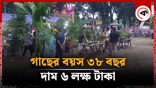 ৩৮ বছর ধরে তৈরি করেছেন একটি গাছ দাম ৬ লাখ টাকা  Bonsai Tree  Kalbela [upl. by Adnowal703]