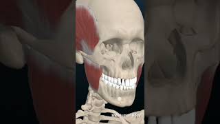 Anatomy Head and Neck Masseter Muscle 3dmodel anatomy [upl. by Nilra]