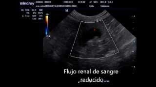 Hidronefrosis en un felino Ureterolitiasis Ecografia veterinaria Nefrovet Colombia [upl. by Abdu906]