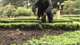 How To Trim A Buxux Hedge [upl. by Asertal]