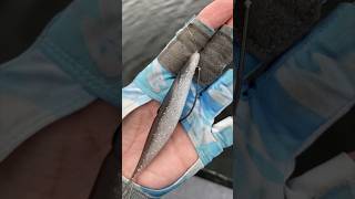 How to rig a fluke bait fishing [upl. by Cathyleen]