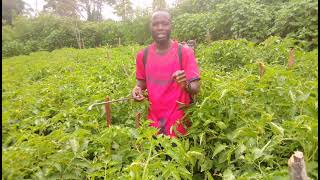 Quelques conseils pour commencer un projet agricole culture de tomate et bien dautres cultures [upl. by Spearman]