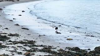 An anxious Oystercatcher is joined by her mate [upl. by Atrebla]