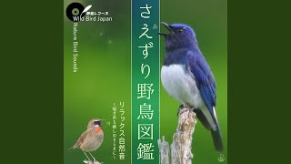 Lesser Cuckoo Cuculus poliocephalus  Nature Bird Sounds for Relax [upl. by Nahtam]