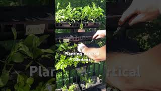 Planting Vertical Gardens gardening verticalgardening balconygarden [upl. by Drawde]