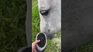 Grooming Kia horses equestrain equine learning love [upl. by Ademordna]