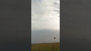 hunting englishpointer მწყერი quail [upl. by Maurise]