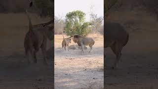 Playful Lions  Lion Sands Game Reserve  Sabi Sand  South Africa [upl. by Nole]